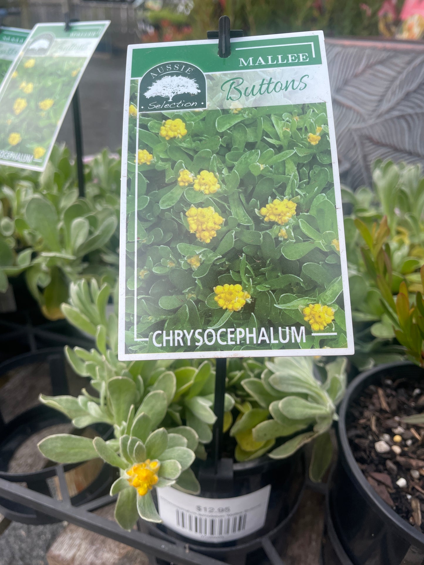 Chrysocephalum apiculatum 'Mallee Buttons'
