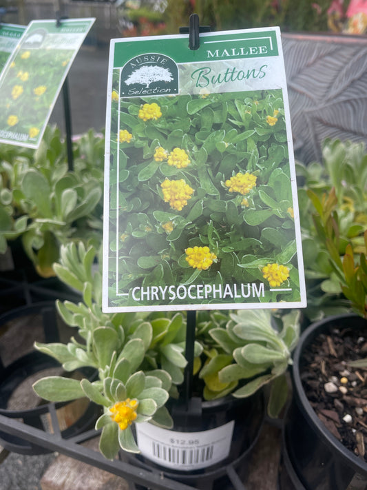 Chrysocephalum apiculatum 'Mallee Buttons'