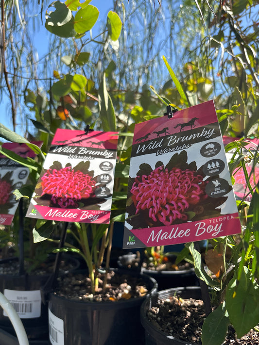 Telopea 'Wild Brumby' - Waratah