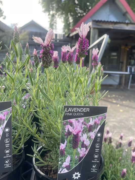 Lavandula 'Pink Queen' PBR