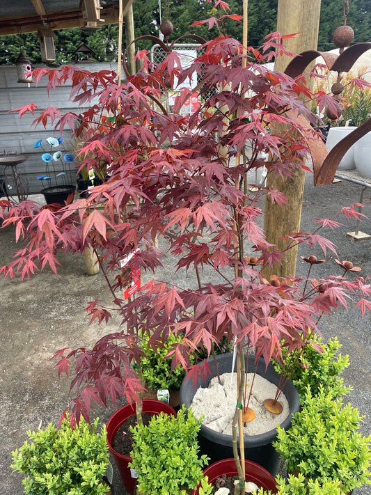 Acer palmatum 'Atropurpureum'