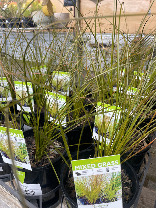 Carex testacea - Orange New Zealand Sedge