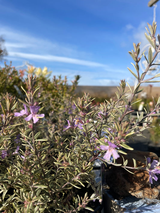 Westringia 'Lilac and Lace' - Coastal Rosemary