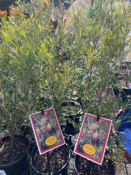 Grevillea 'Winpara Gold'