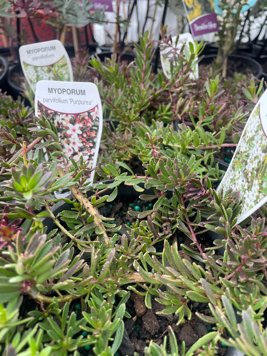 Myoporum parvifolium 'Purpurea' - Purple Creeping Boobialla