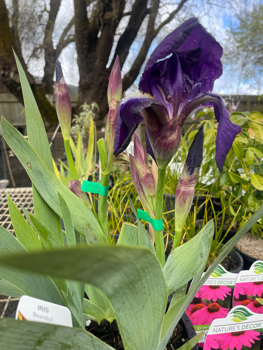 Iris (Dark Violet)