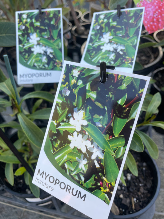 Myoporum insulare - Common Boobialla