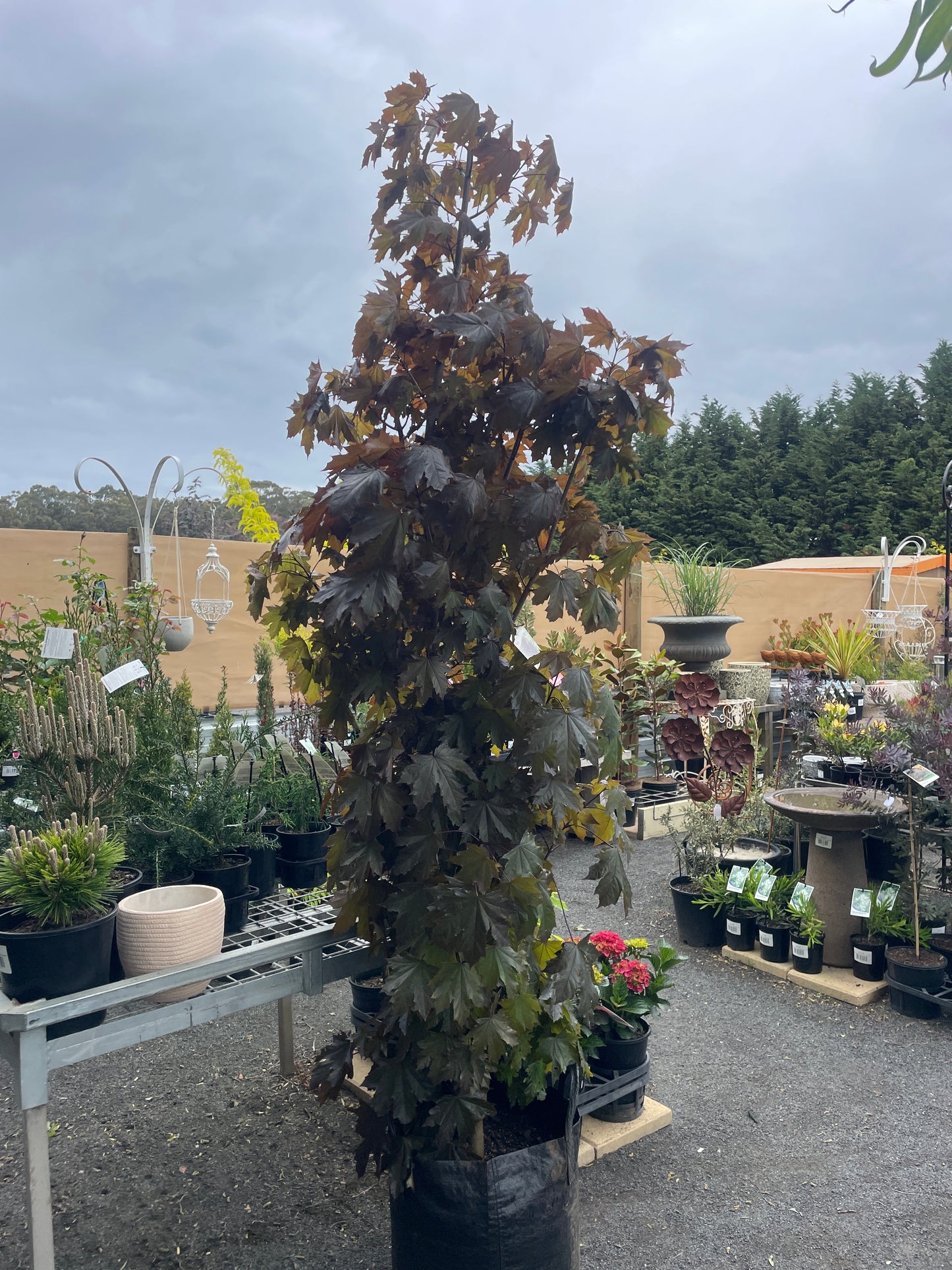 Acer platanoides 'Crimson Sentry'