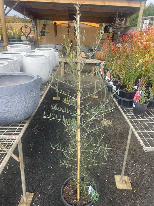 Olea europaea 'Tolleys Upright'