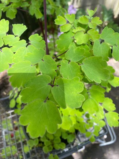 Thalictrum aquilegifolium - Nimbus pink - Meadow rue