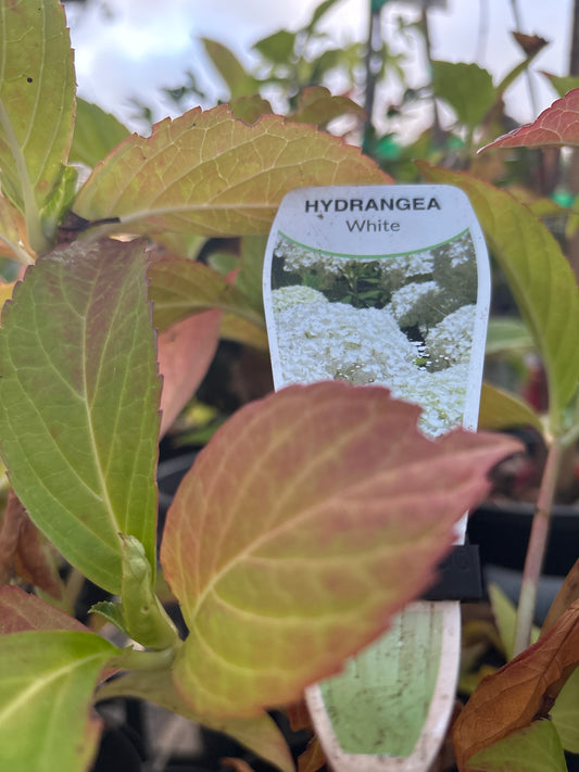 Hydrangea - White