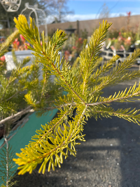 Calothamnus quadrifidus 'Dwarf Yellow' - One-sided Bottlebrush
