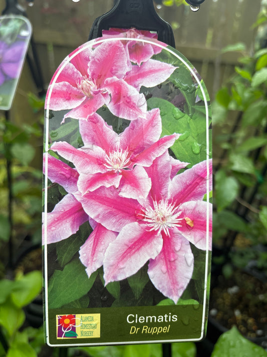 Clematis 'Dr. Ruppel' - Rosy Pink Carmine-Bar Clematis Climber