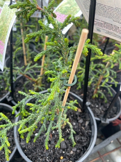 Microstrobos fitzgeraldii - Dwarf Mountain Pine