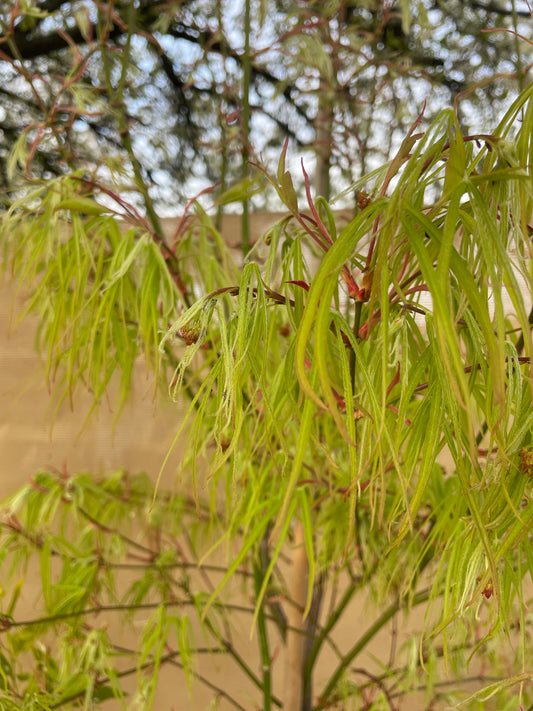 Acer palmatum 'Koto-ito-komachi' - Dwarf Threadleaf Japanese Maple