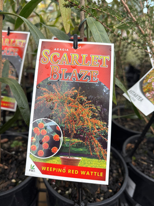 Acacia leprosa 'Scarlet Blaze' (Cinnamon Wattle)
