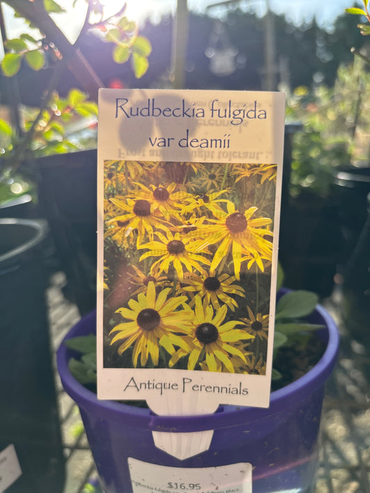 Rudbeckia fulgida var. deamii | Deam’s Black-Eyed Susan