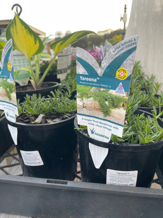 Myoporum parvifolium 'Yareena'