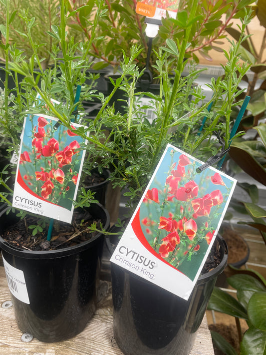 Cytisus 'Crimson King' 140mm