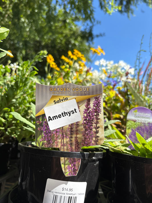 Salvia nemorosa 'Amethyst'
