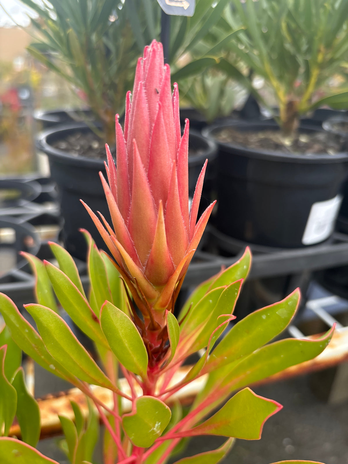 Protea cynaroides 'Pink Crown'