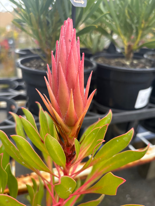 Protea cynaroides 'Pink Crown'