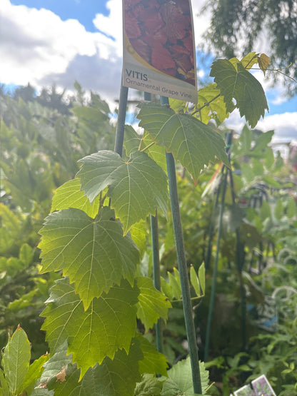 Vitis vinifera 'Ornamental Grape Vine' - Glory Vine