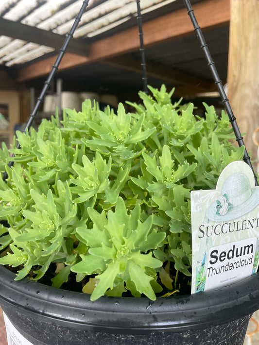 Sedum 'Thundercloud'