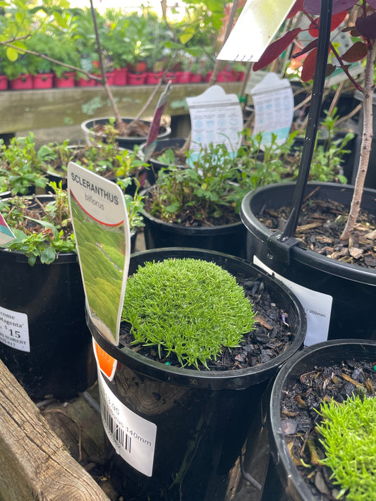 Scleranthus biflorus 140mm