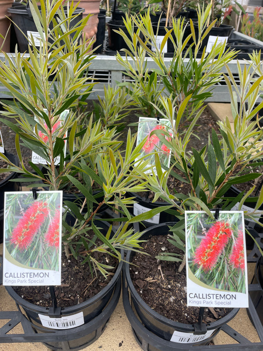 Callistemon 'Kings Park Special'
