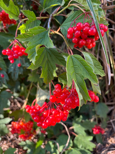 Stunning Viburnum 'Notcutts' berries in autumn
