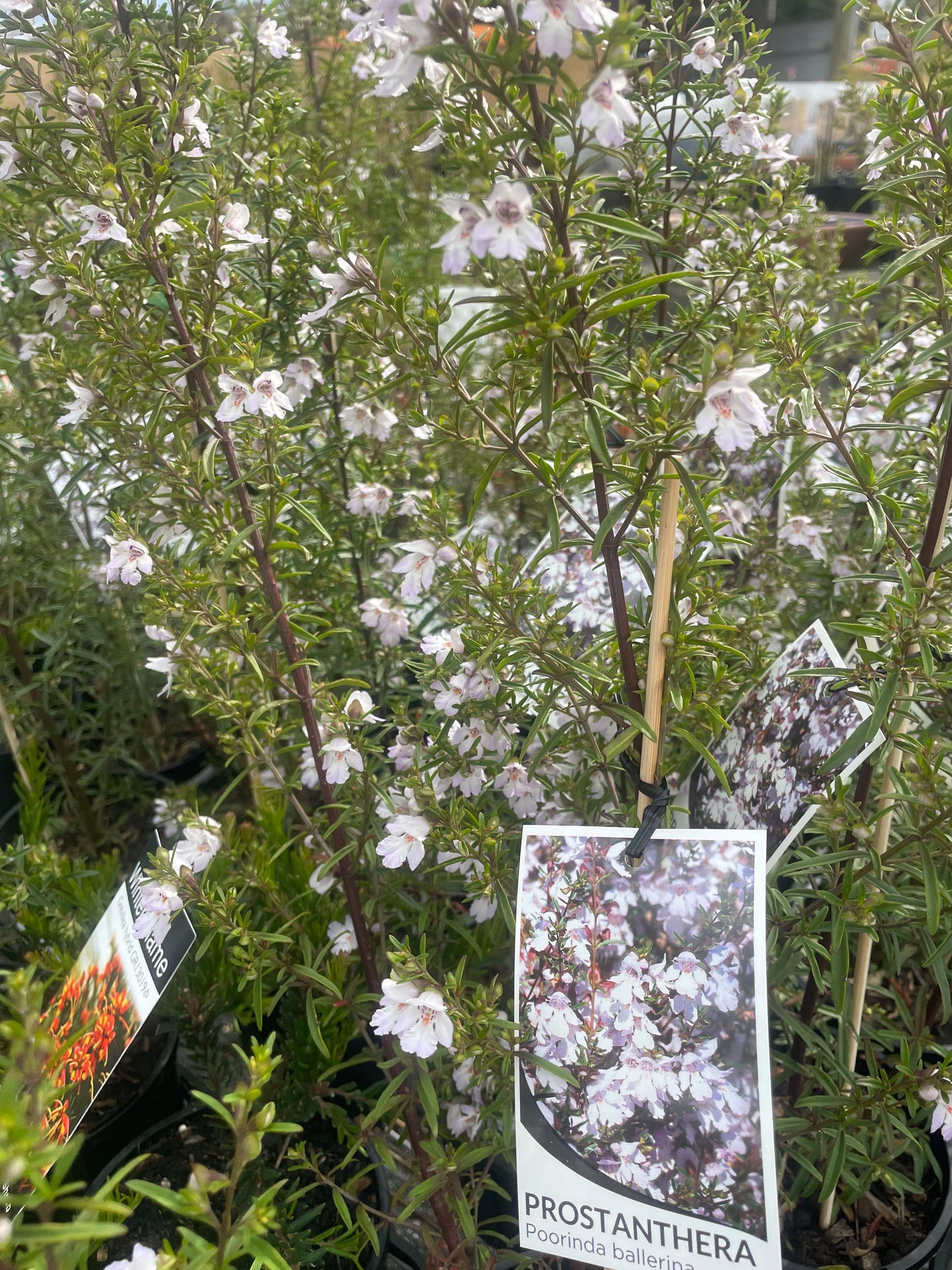 Prostanthera 'Poorinda Ballerina'