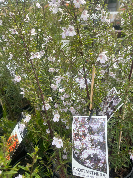 Prostanthera 'Poorinda Ballerina'