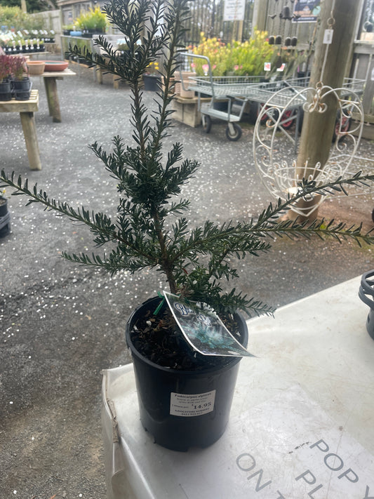 Podocarpus alpinus - Mountain Plum Pine
