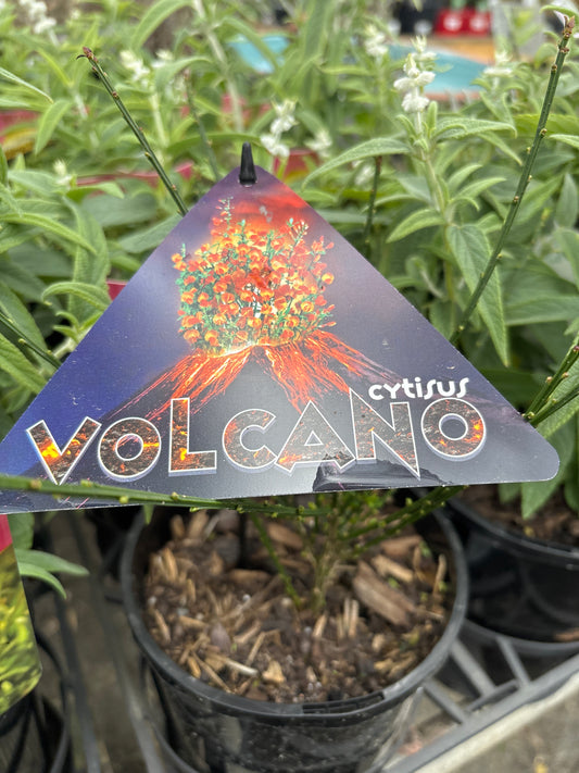Cytisus x dallimorei 'Volcano'