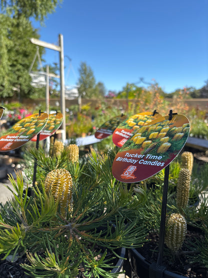 Banksia 'Birthday Candles'