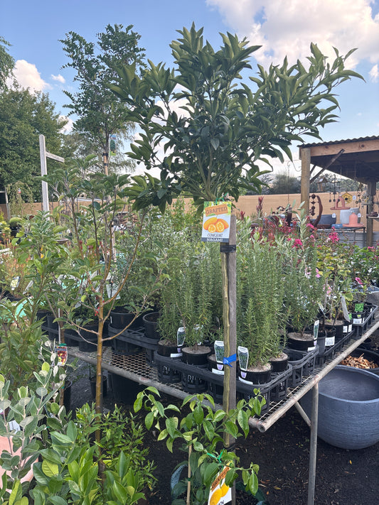 Kumquat Nagami - Tall Standard