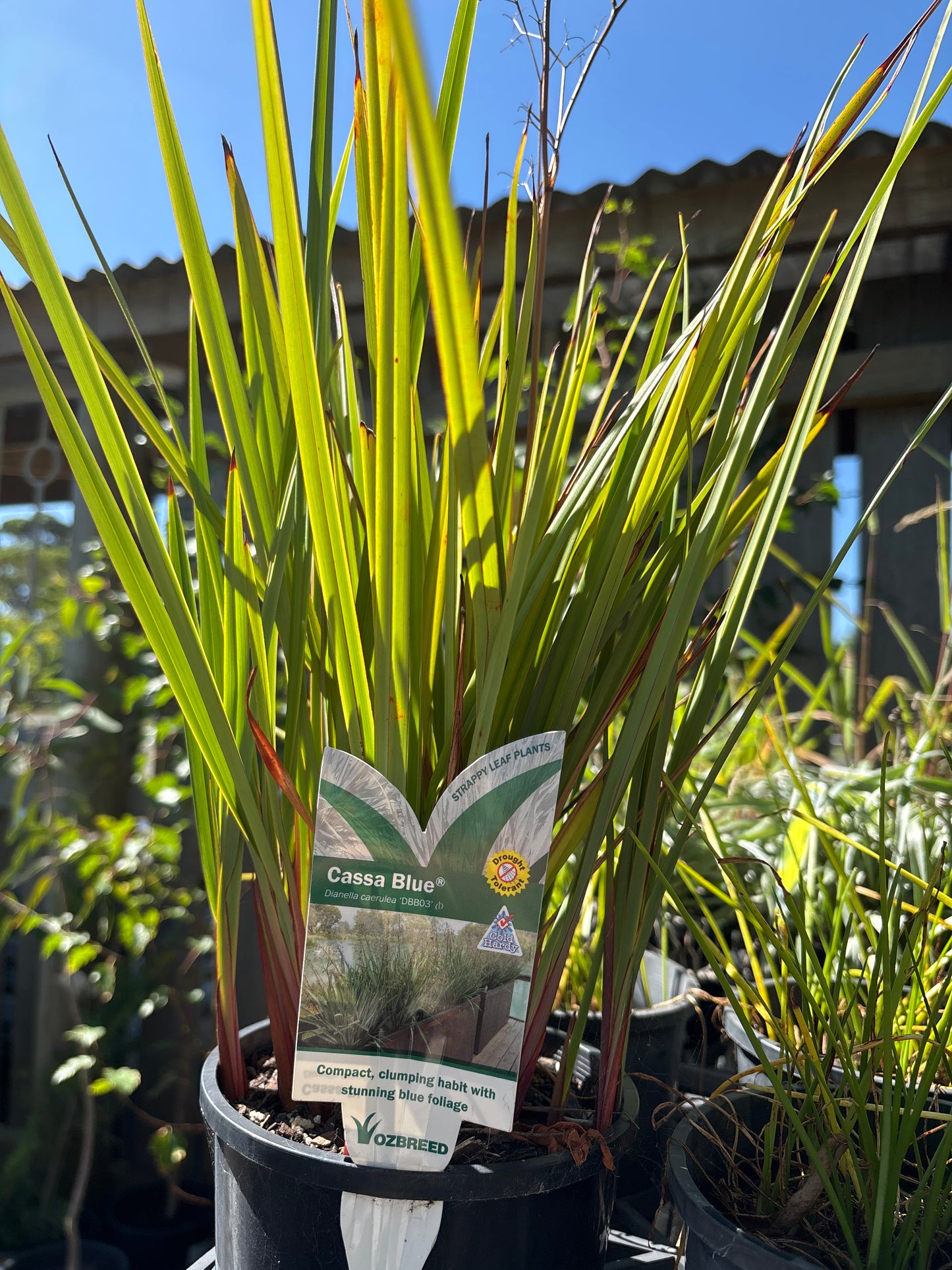 Dianella 'Cassa Blue'