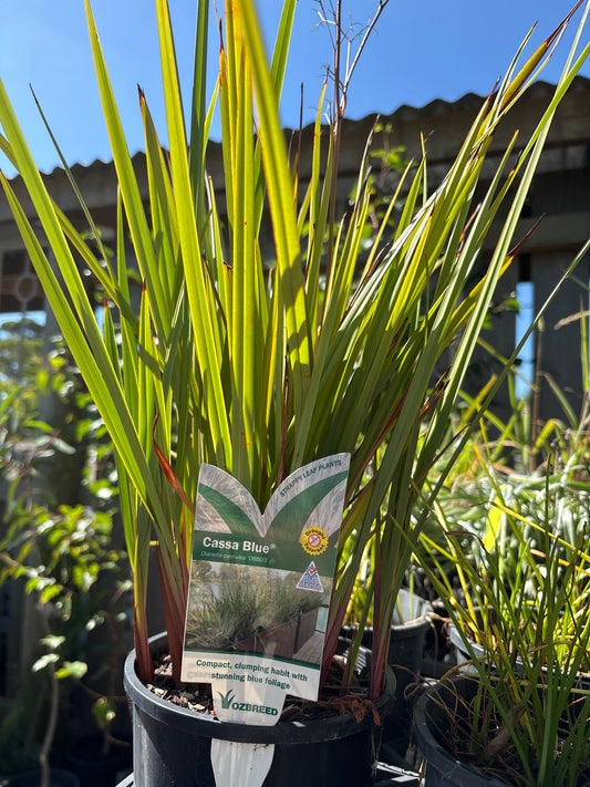 Dianella 'Cassa Blue'