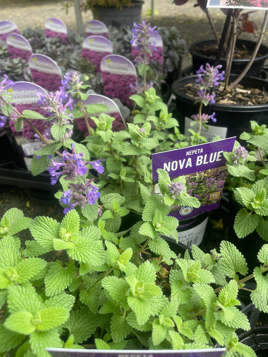Nepeta 'Nova Blue' 140mm