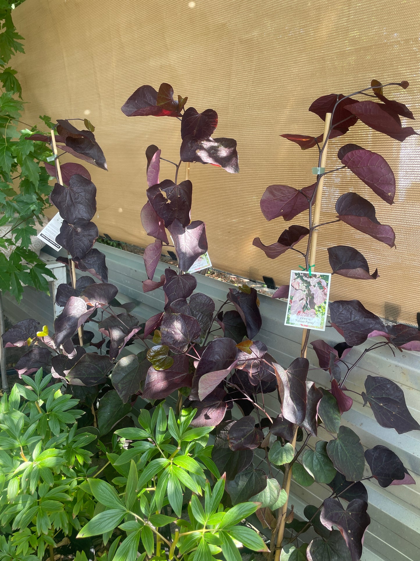 Cercis canadensis  - Forest Pansy