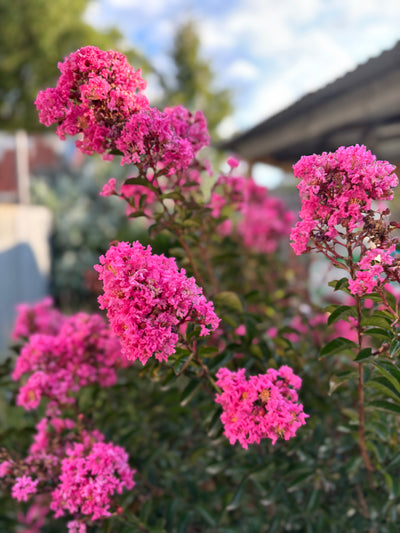 Crepe Myrtle 'Sioux' in summer