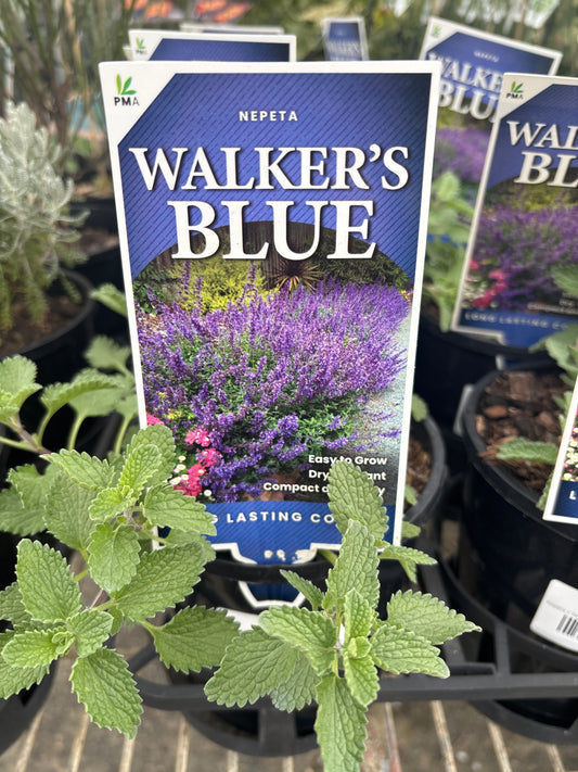 Nepeta × faassenii ‘Walker’s Blue’ | Catmint