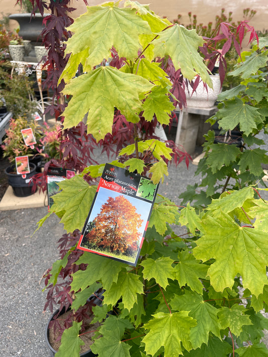 Acer platanoides