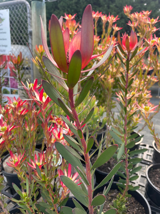 Leucadendron 'Safari Sunset'