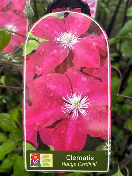Clematis 'Rouge Cardinal' - Velvety Red Clematis Climber