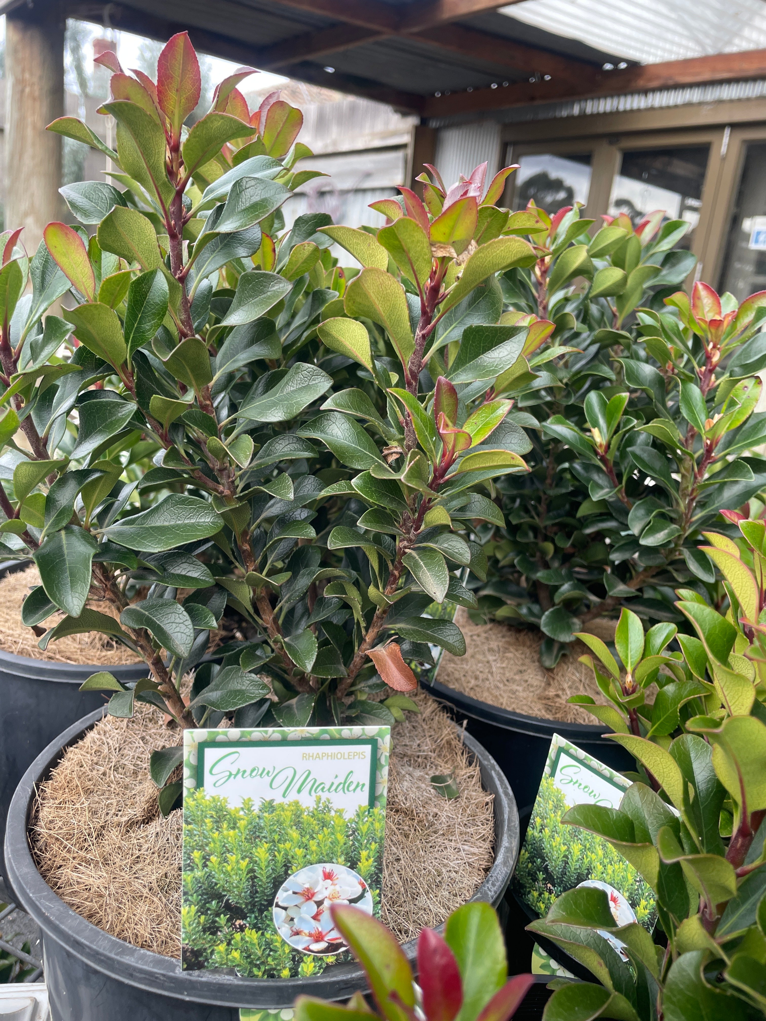 FLORASIS ヒヤッカドウウィンジョウ チョウウクリップ 口紅　M188 Indian Hawthorn 'Snow Maiden' - Rhaphiolepis indica | Cold Hardy