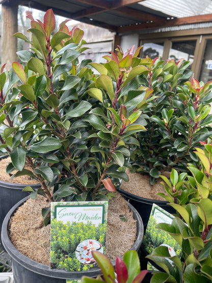 Rhaphiolepis 'Snow Maiden'