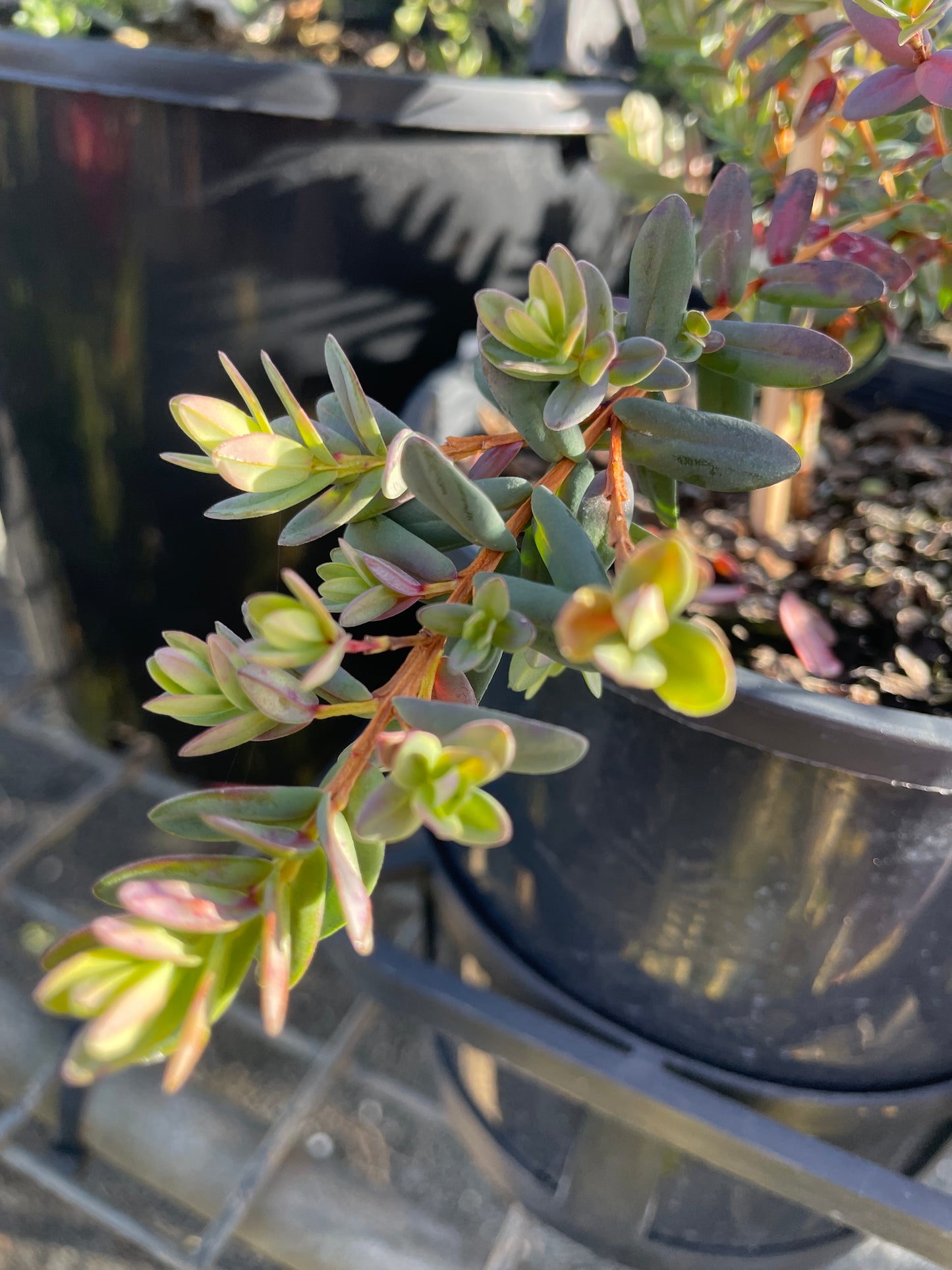 Darwinia citriodora 'Seaspray' - Lemon-scented Myrtle