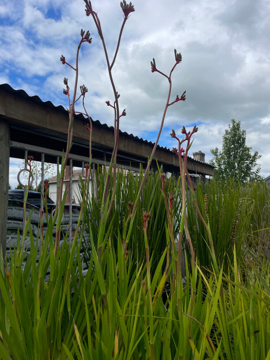 Anigozanthos 'Regal Velvet' 140mm